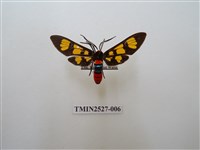 藏品(紅腹鹿子蛾)的圖片